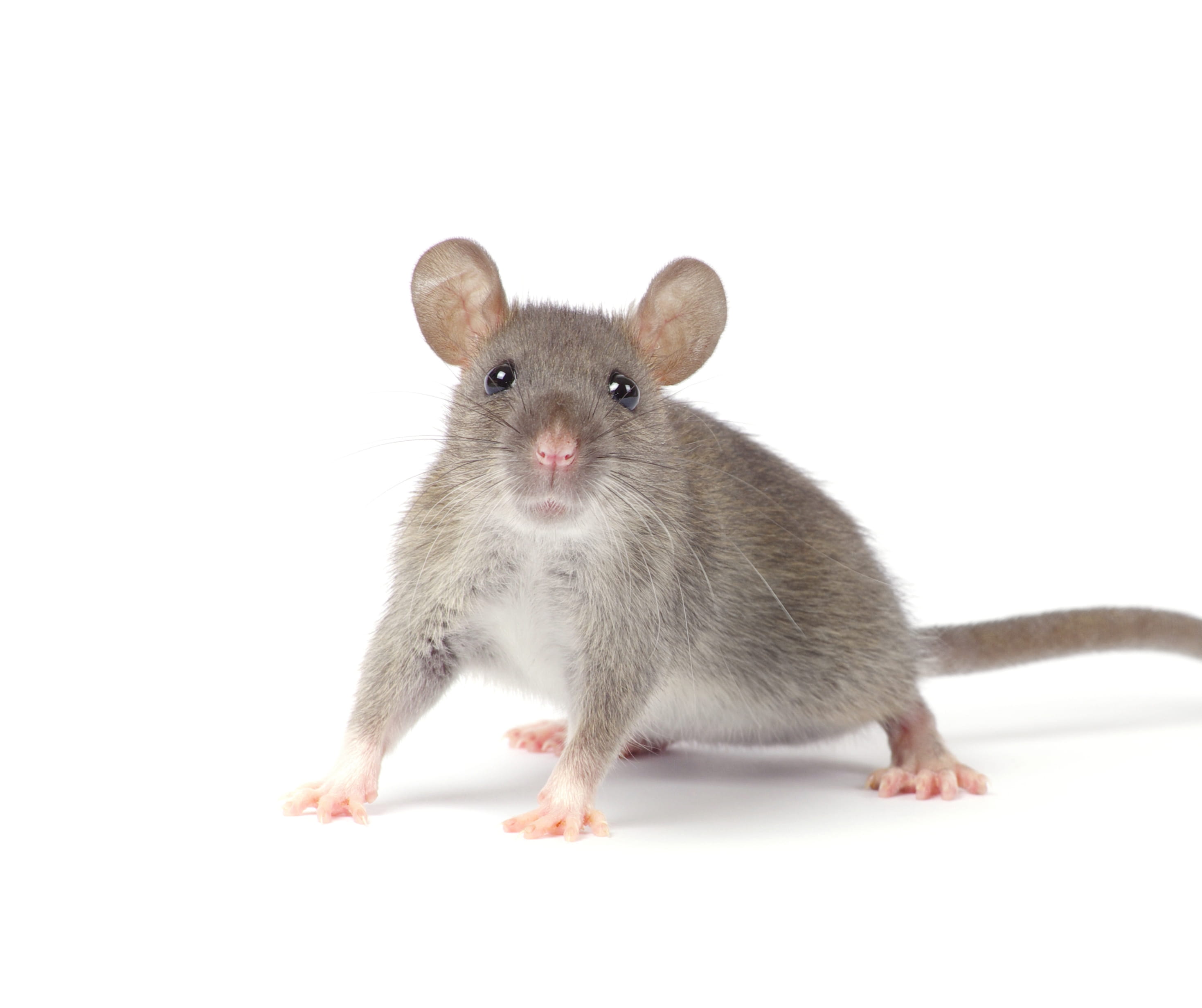 Pest control expert inspecting outdoor area for rodents