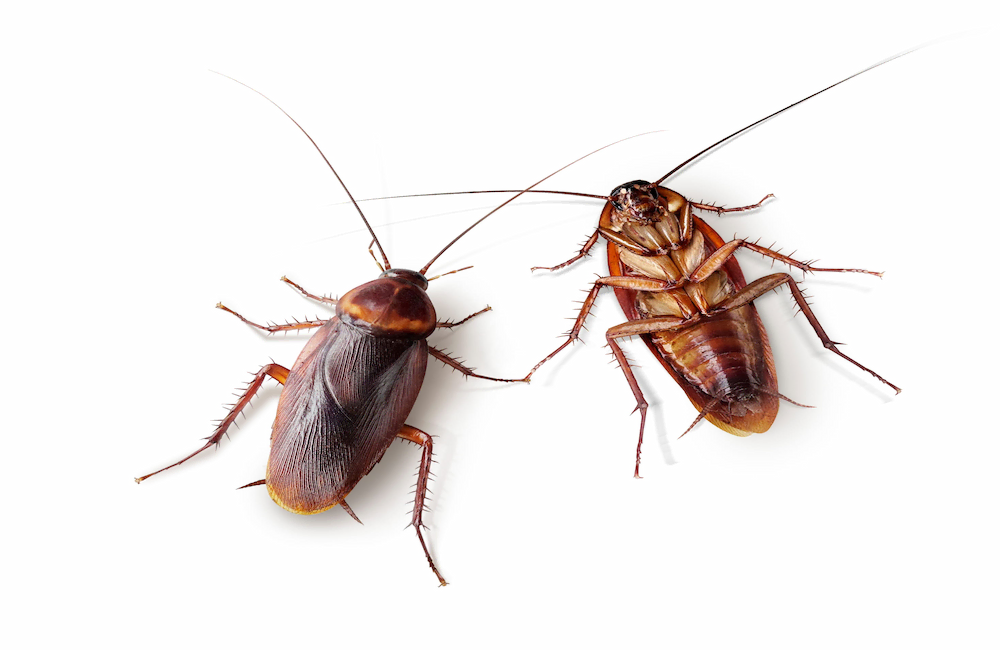 Professional technician treating a kitchen for cockroaches